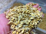 ¿Se podría mejorar, modificar el sabor de la cerveza? ¿y el del whisky?