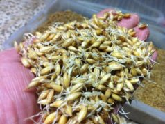 ¿Se podría mejorar, modificar el sabor de la cerveza? ¿y el del whisky?