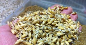 ¿Se podría mejorar, modificar el sabor de la cerveza? ¿y el del whisky?