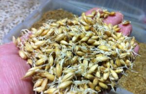 ¿Se podría mejorar, modificar el sabor de la cerveza? ¿y el del whisky?