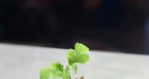 Cóctel el Despertar de los sentidos