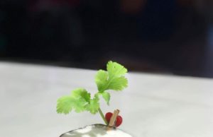 Cóctel el Despertar de los sentidos