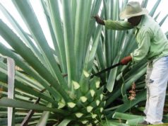 No hay mezcal para tanta gente