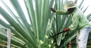 No hay mezcal para tanta gente