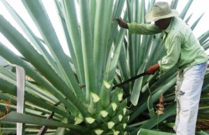 No hay mezcal para tanta gente