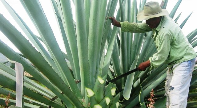 No hay mezcal para tanta gente