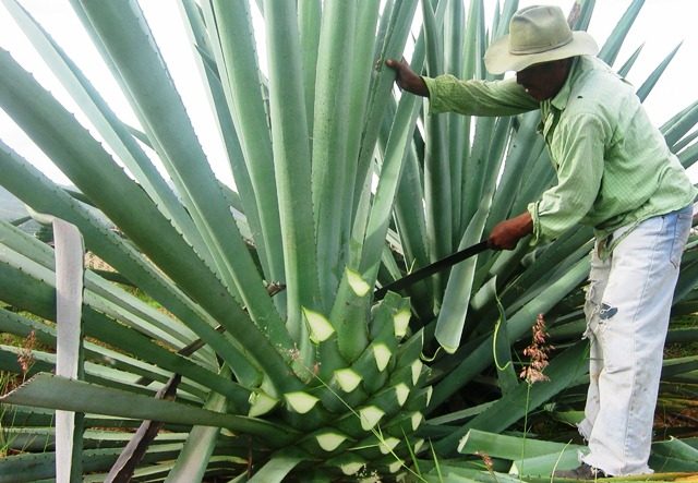 No hay mezcal para tanta gente