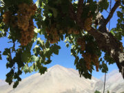 Pisco Premium Chileno