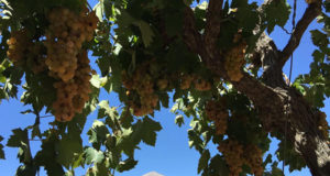 Pisco Premium Chileno