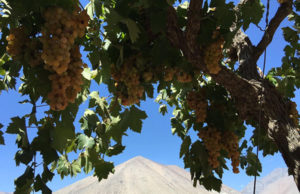 Pisco Premium Chileno