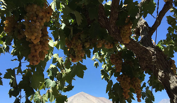 Pisco Premium Chileno