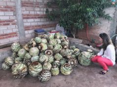 La recompensa es buen mezcal y comercio justo. Silvia Garcia, La ruta del Maguey