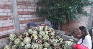 La recompensa es buen mezcal y comercio justo. Silvia Garcia, La ruta del Maguey