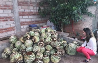 La recompensa es buen mezcal y comercio justo. Silvia Garcia, La ruta del Maguey