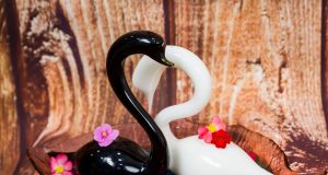 Coctel Cisne Blanco y Cisne Negro by José Mendéz