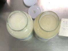 Sake Equipazo: Koji y Levadura