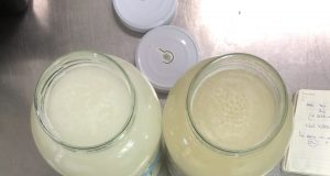 Sake Equipazo: Koji y Levadura