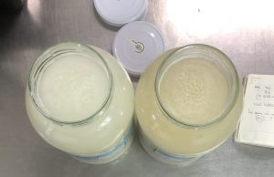 Sake Equipazo: Koji y Levadura