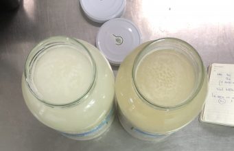 Sake Equipazo: Koji y Levadura