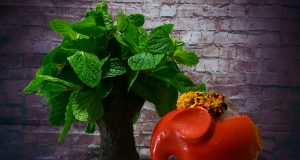 Cóctel memoria de Africa by José Méndez