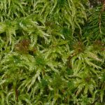 Sphagnum_magellanicum