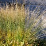 molinia