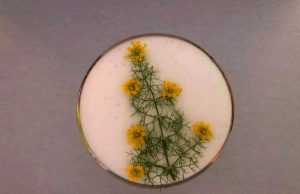 Aperitivo de navidad