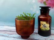 Dame un Pisco Vanessa