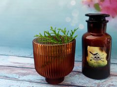 Dame un Pisco Vanessa