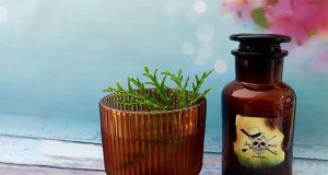 Dame un Pisco Vanessa