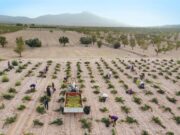 LA VENDIMIA DE LA DOP JUMILLA, AL 5% TRAS UN MES DESDE SU INICIO