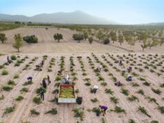 LA VENDIMIA DE LA DOP JUMILLA, AL 5% TRAS UN MES DESDE SU INICIO