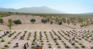 LA VENDIMIA DE LA DOP JUMILLA, AL 5% TRAS UN MES DESDE SU INICIO