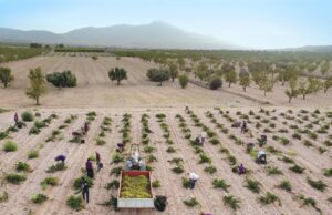 LA VENDIMIA DE LA DOP JUMILLA, AL 5% TRAS UN MES DESDE SU INICIO