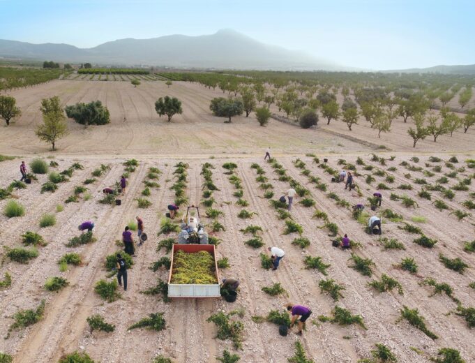 LA VENDIMIA DE LA DOP JUMILLA, AL 5% TRAS UN MES DESDE SU INICIO