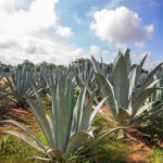 Campo de agave