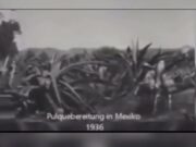 MEZCAL, EL ESPÍRITU LÍQUIDO DE MÉXICO.