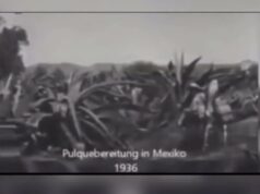 MEZCAL, EL ESPÍRITU LÍQUIDO DE MÉXICO.
