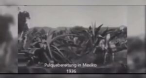 MEZCAL, EL ESPÍRITU LÍQUIDO DE MÉXICO.