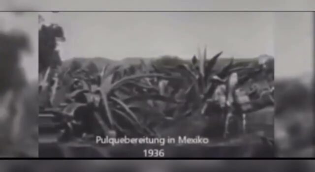 MEZCAL, EL ESPÍRITU LÍQUIDO DE MÉXICO.