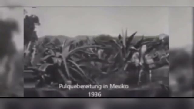 MEZCAL, EL ESPÍRITU LÍQUIDO DE MÉXICO.