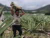 MEZCAL. EL ESPÍRITU LÍQUIDO DE MÉXICO.