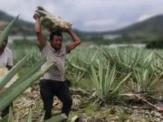 MEZCAL. EL ESPÍRITU LÍQUIDO DE MÉXICO.