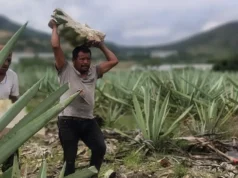 MEZCAL. EL ESPÍRITU LÍQUIDO DE MÉXICO.