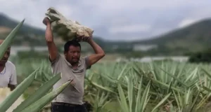 MEZCAL. EL ESPÍRITU LÍQUIDO DE MÉXICO.