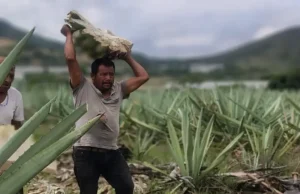 MEZCAL. EL ESPÍRITU LÍQUIDO DE MÉXICO.