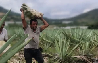 MEZCAL. EL ESPÍRITU LÍQUIDO DE MÉXICO.