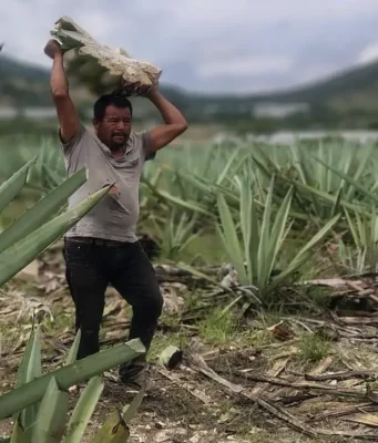 MEZCAL. EL ESPÍRITU LÍQUIDO DE MÉXICO.