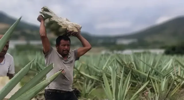 MEZCAL. EL ESPÍRITU LÍQUIDO DE MÉXICO.