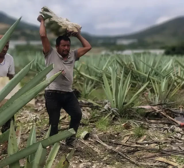 MEZCAL. EL ESPÍRITU LÍQUIDO DE MÉXICO.